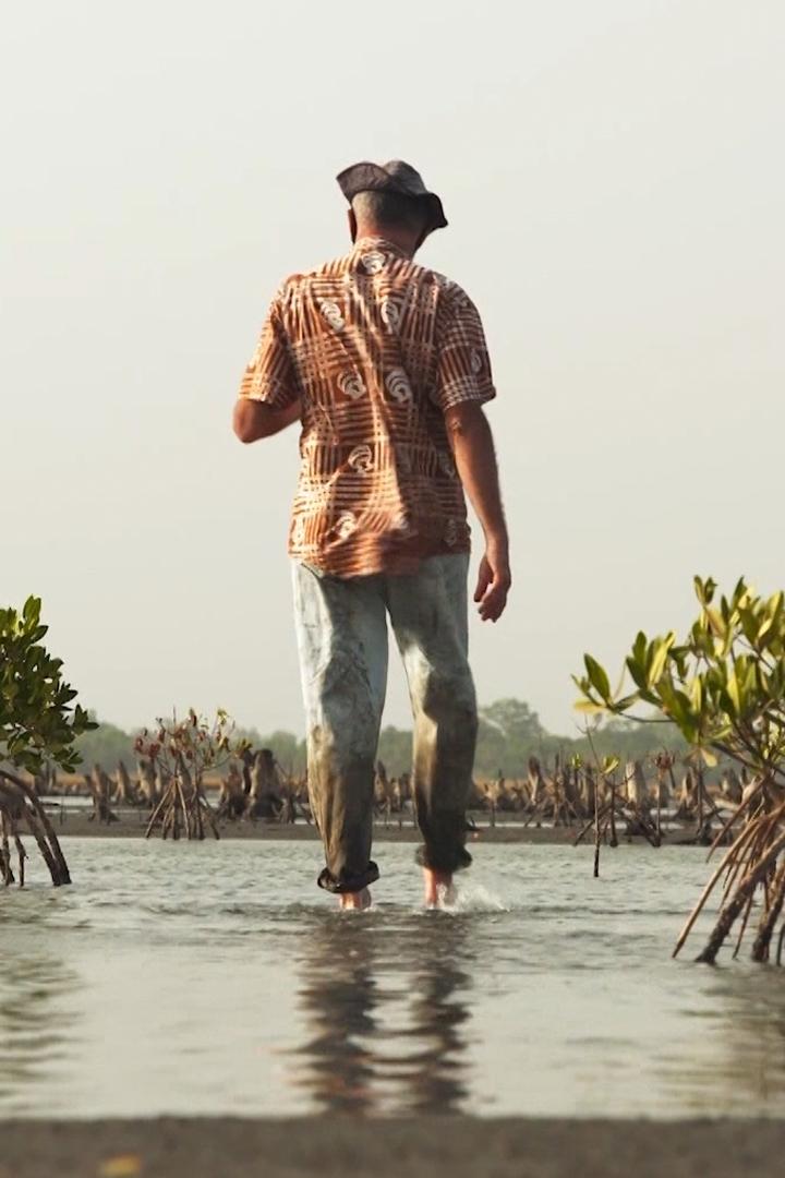 Сокрытое в манграх (sokrytoe-v-mangrah) Документальный сериал