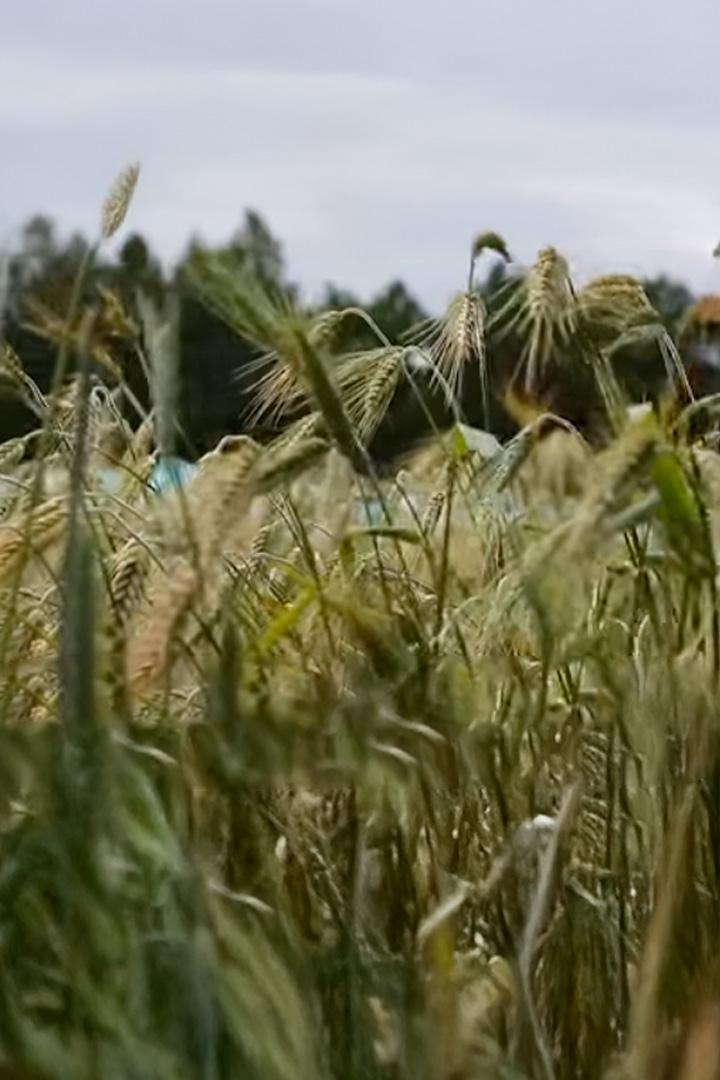 Зелёный золотой запас (zelenyj-zolotoj-zapas) Документальный фильм