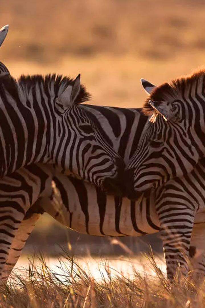 Калахари: подземная пустыня Африки (kalahari-podzemnaja-pustynja-afriki) Документальный фильм