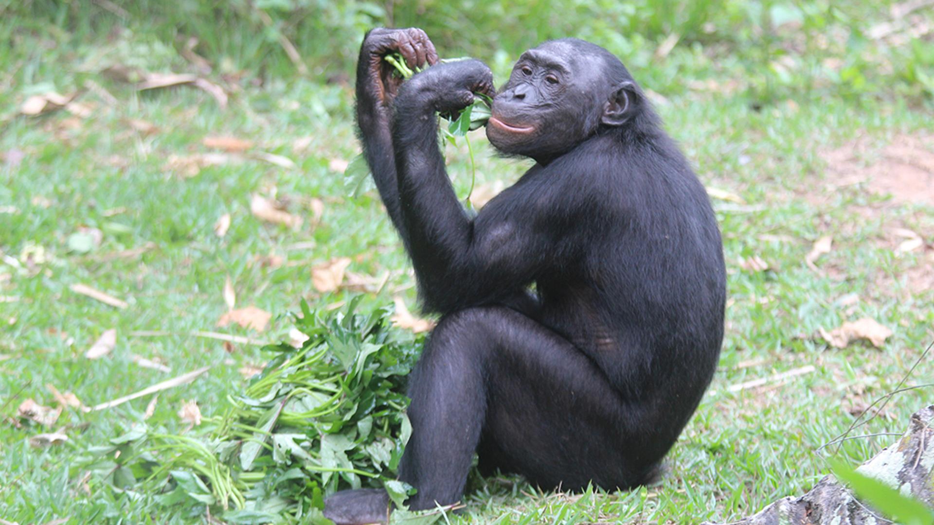 Сезон с Бонобо (sezon-s-bonobo) Документальный сериал