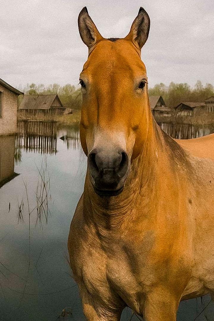 Полесский заповедник. Жизнь после Чернобыля (polesskij-zapovednik-zhizn-posle-chernobylja) Документальный фильм