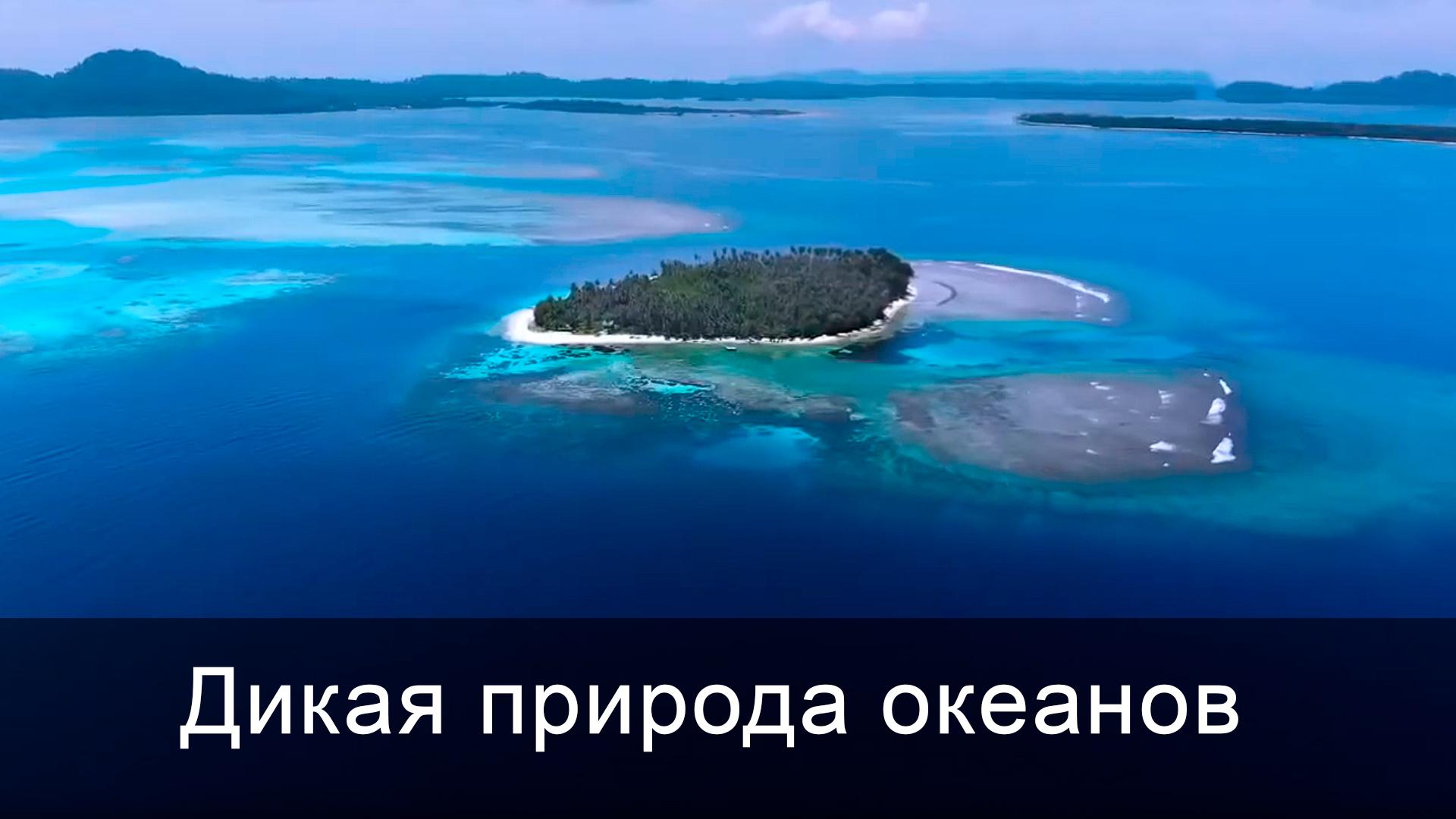 Дикая природа океанов (dikaja-priroda-okeanov) Документальный фильм