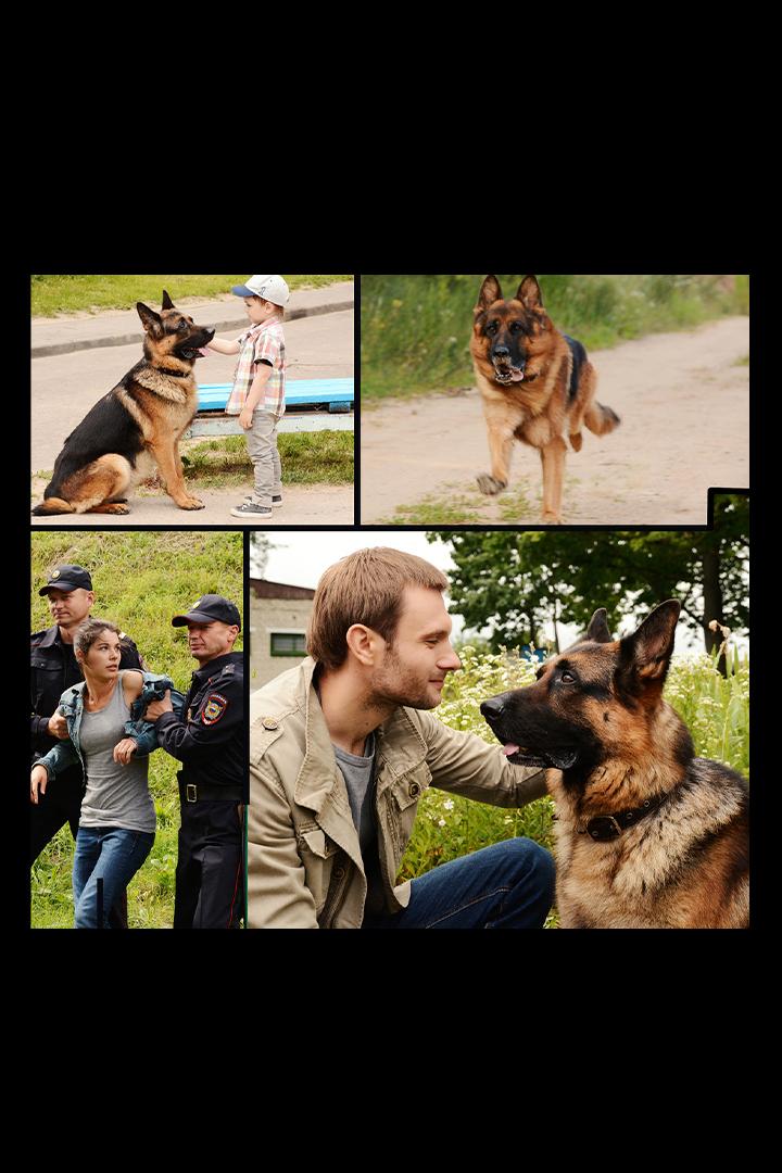 Мухтар. Новый след (muhtar-novyj-sled) Сериал 2016