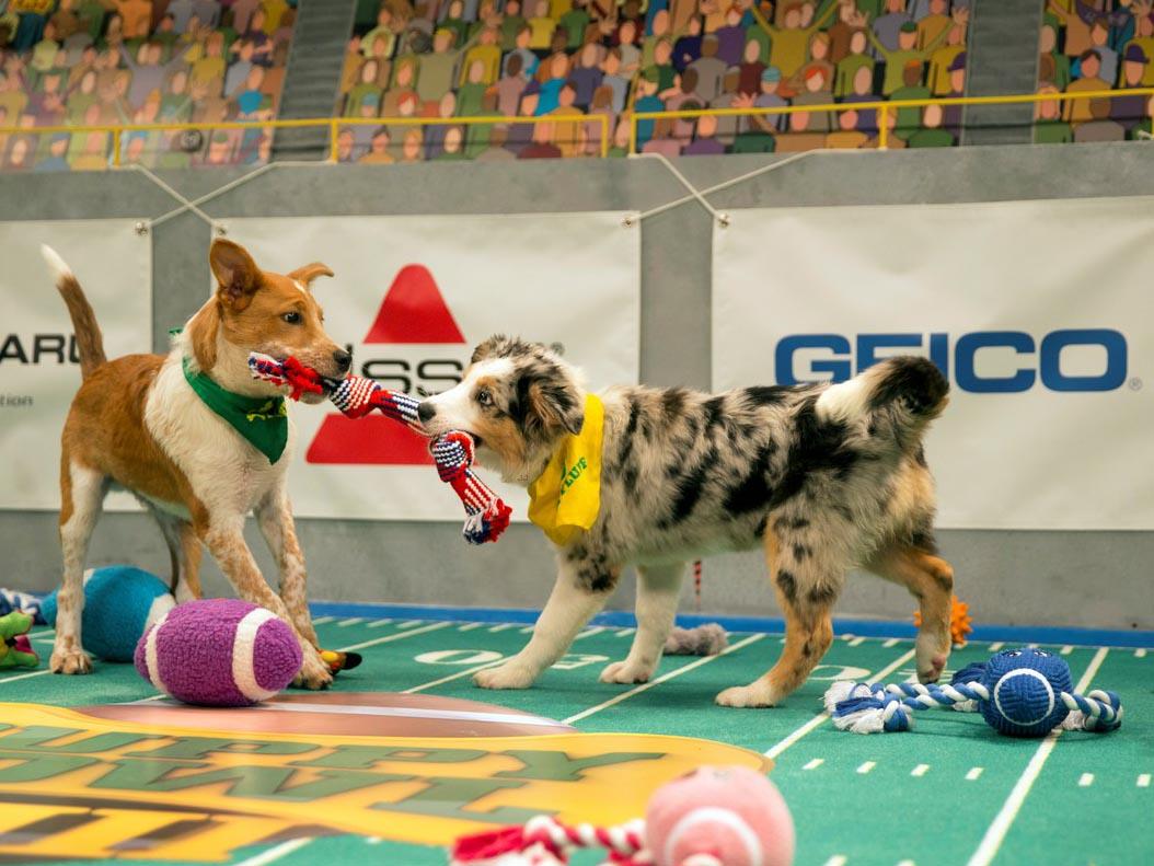 Puppy Bowl XIV Pre-game Show (puppy-bowl-xiv-pre-game-show) Досуг, хобби
