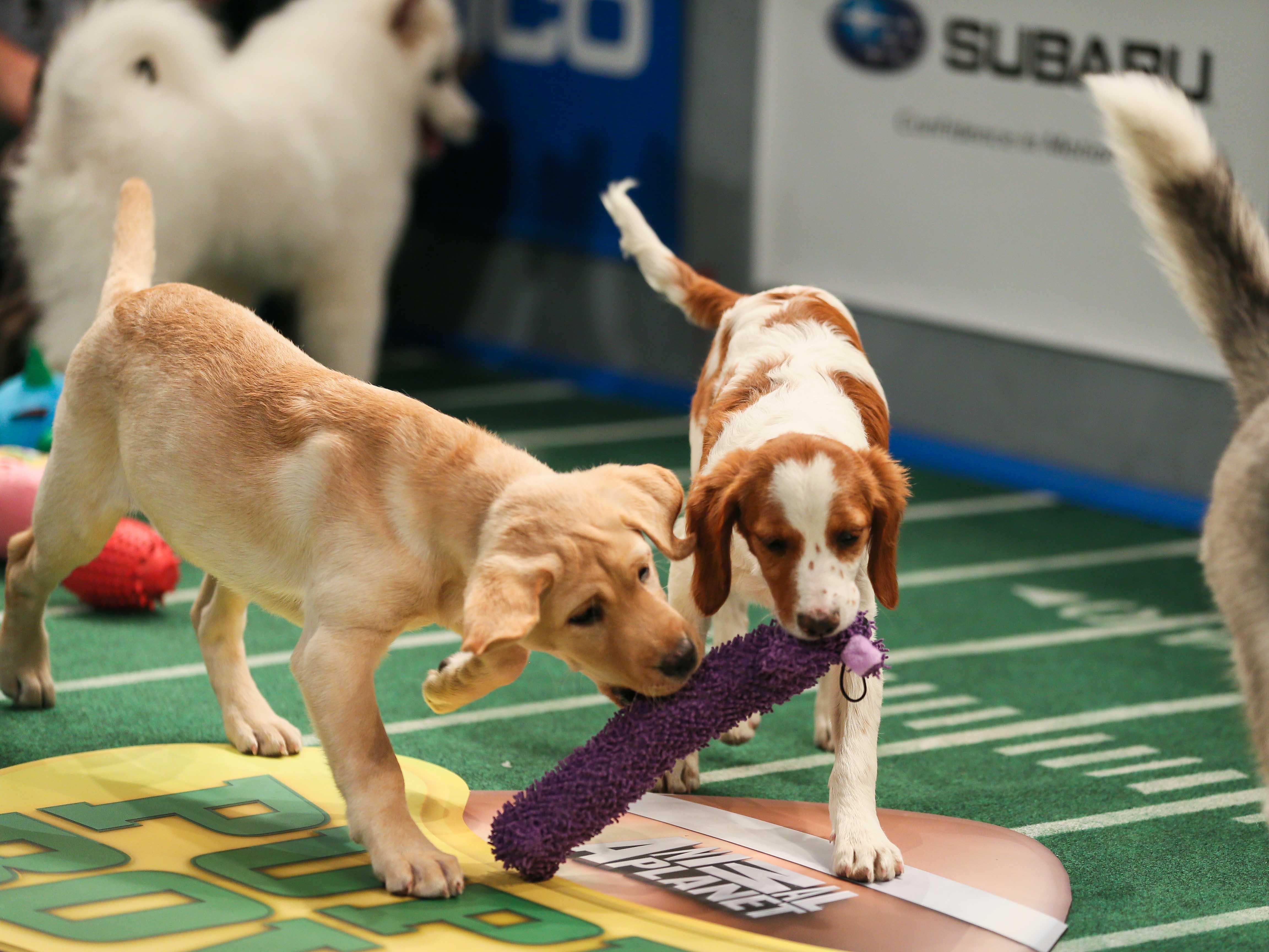 Puppy Bowl: Super Animal Commercials (puppy-bowl-super-animal-commercials) Документальный сериал