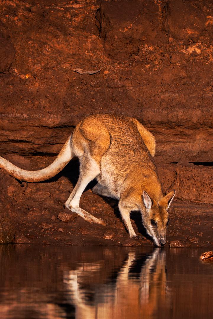 The Kimberley: Australia's Wild West (the-kimberley-australias-wild-west) Документальный сериал
