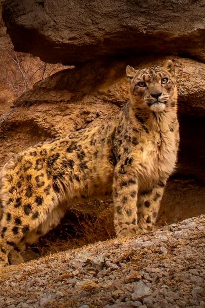 Индийский леопард (indijskij-leopard) Документальный фильм