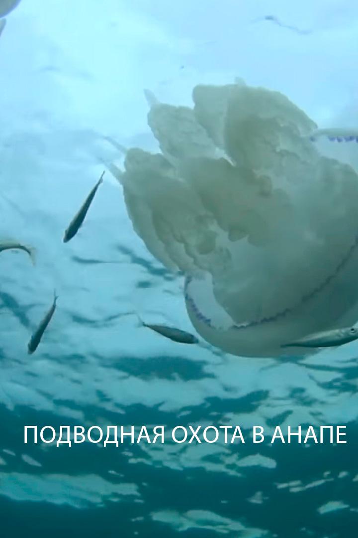 Подводная охота в Анапе (podvodnaja-ohota-v-anape) Досуг, хобби