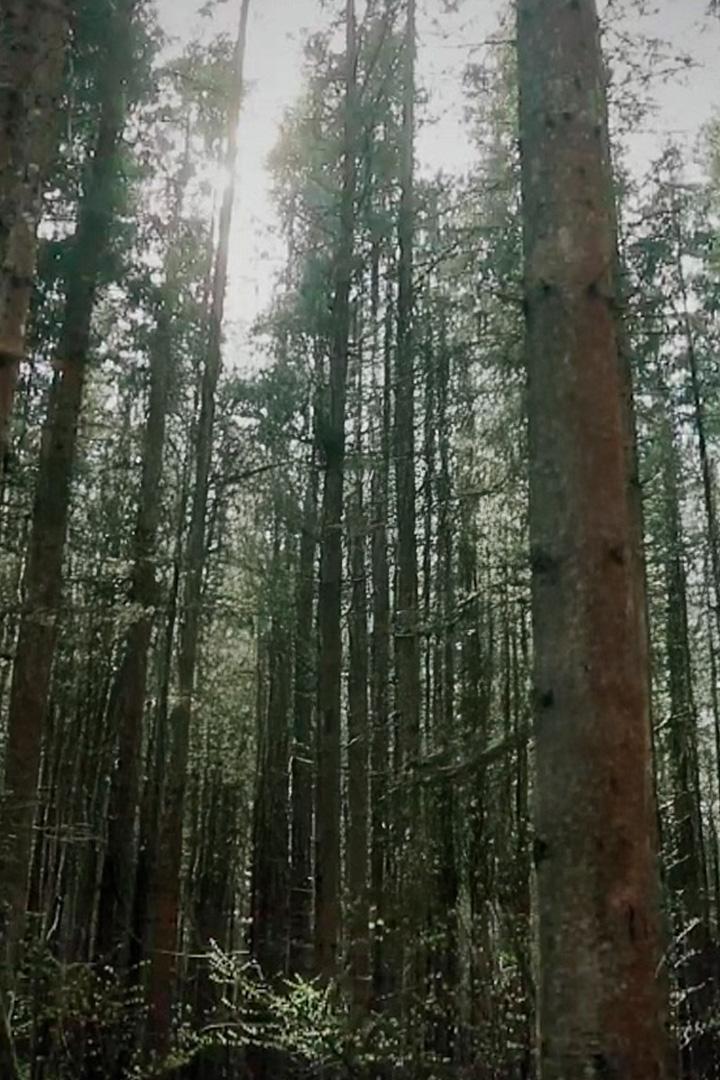 Тайны Центрально-Лесного заповедника (tajny-tsentralno-lesnogo-zapovednika) Документальный фильм