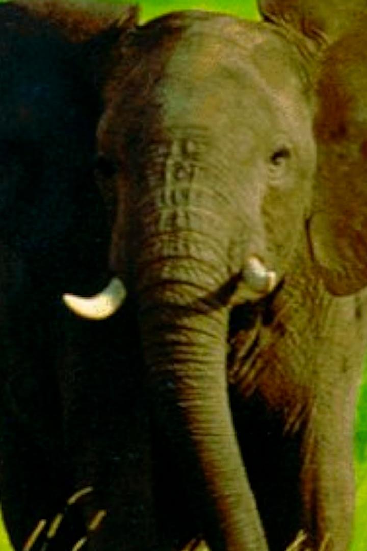 Неприрученная Африка (nepriruchennaja-afrika) Документальный сериал