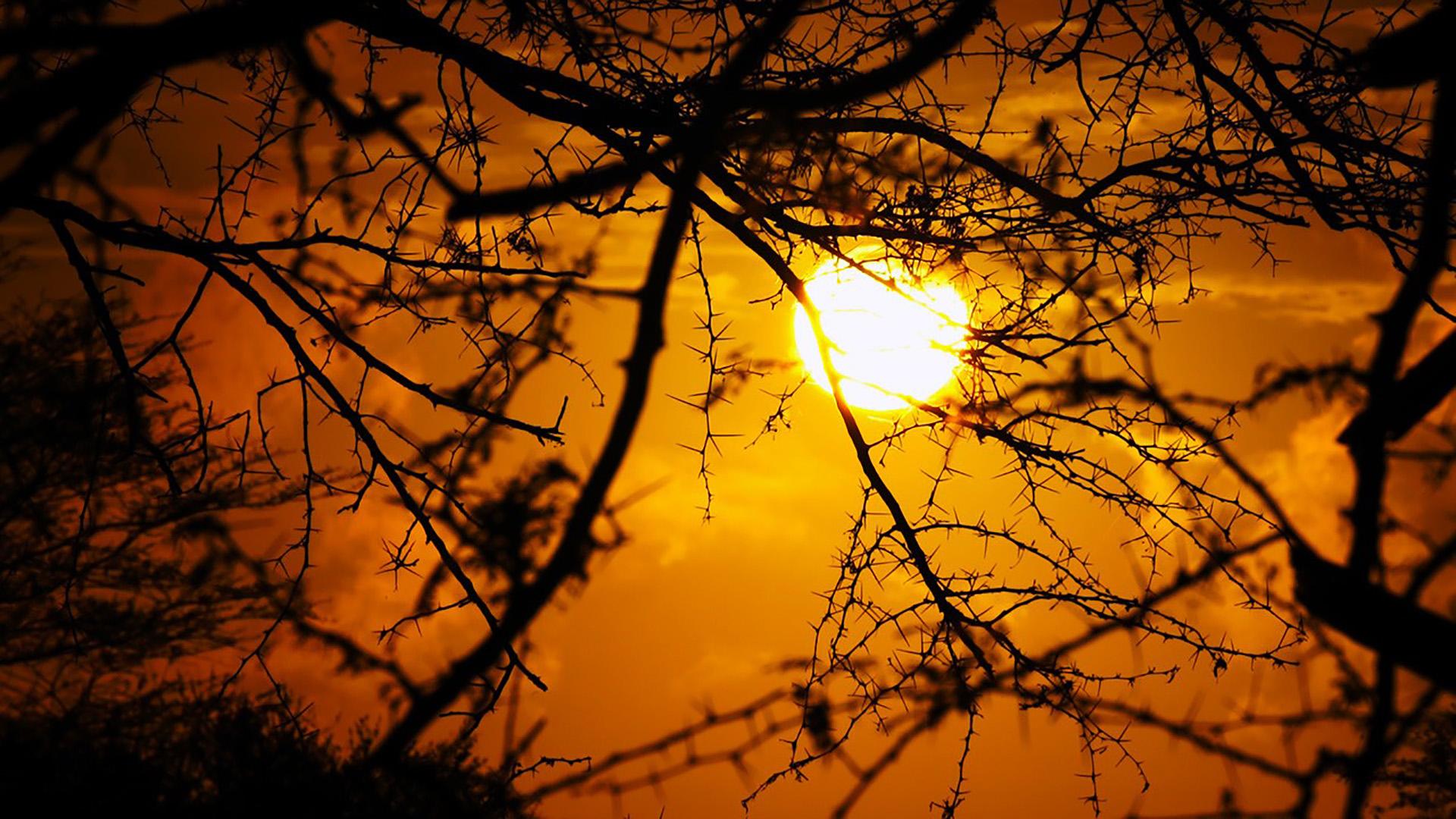 Возрождение дикого царства Африки (vozrozhdenie-dikogo-tsarstva-afriki) Документальный сериал