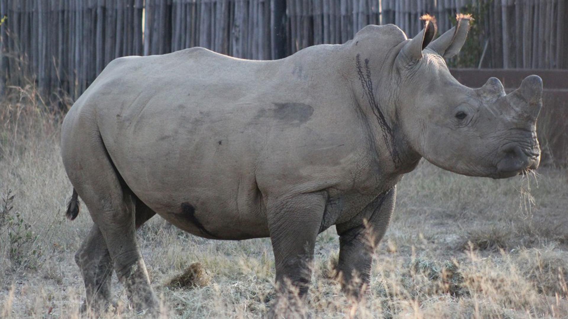 Приют для носорогов (prijut-dlja-nosorogov) Документальный сериал