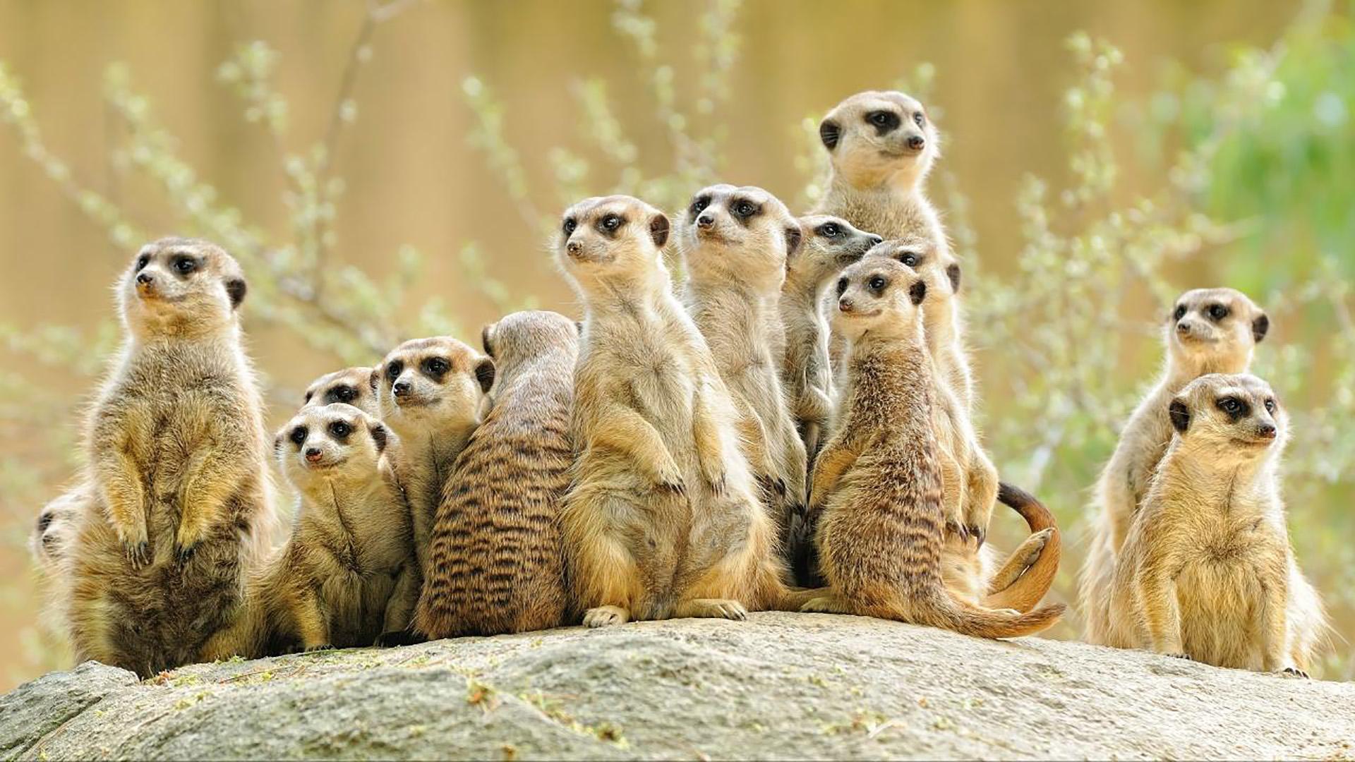 Убийства, драки и сурикаты (ubijstva-draki-i-surikaty) Документальный фильм