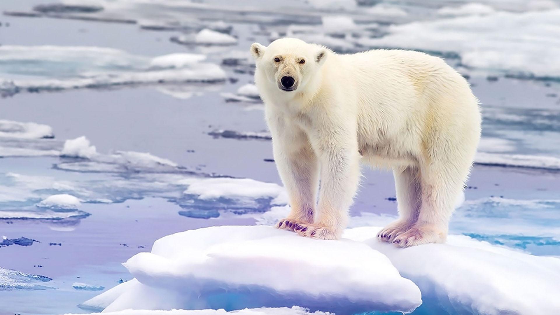 Суровая Арктика (surovaja-arktika) Документальный сериал