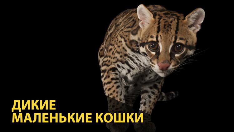 Постер Дикие маленькие кошки