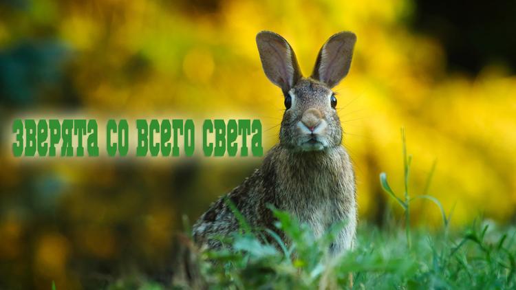 Постер Зверята со всего света