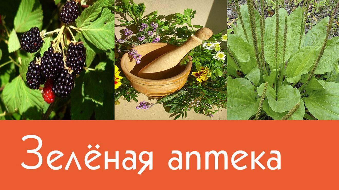 Зелёная аптека (zelenaja-apteka) Познавательное