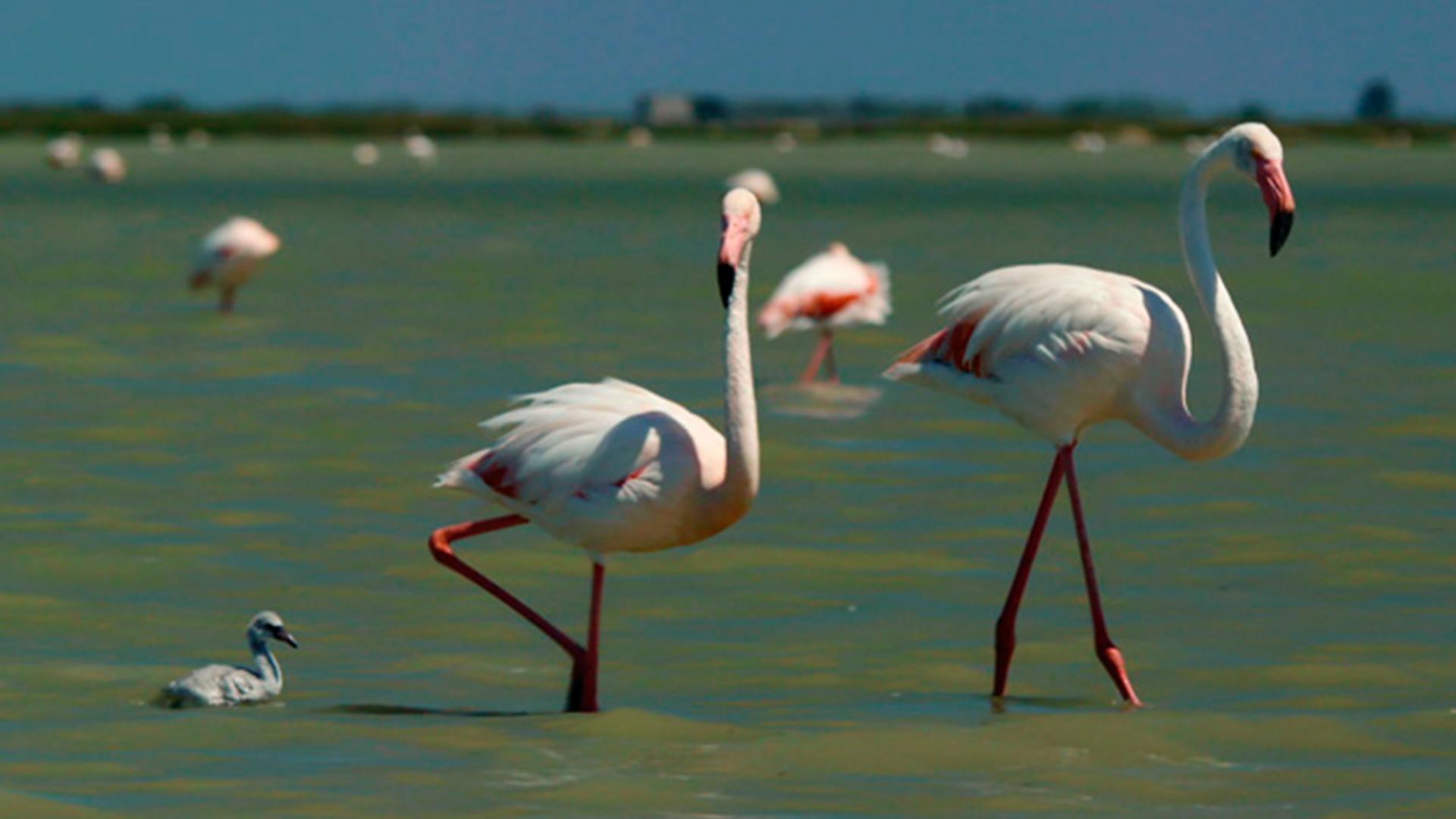 Супер отцы в природе (super-ottsy-v-prirode) Познавательное
