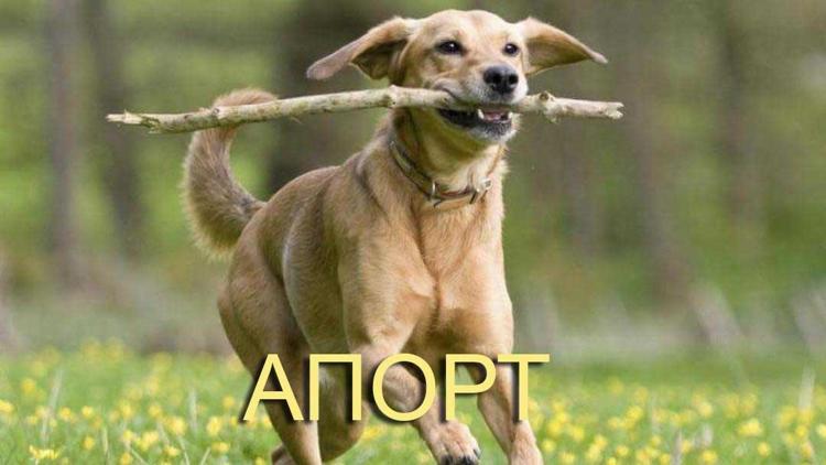 Постер Апорт