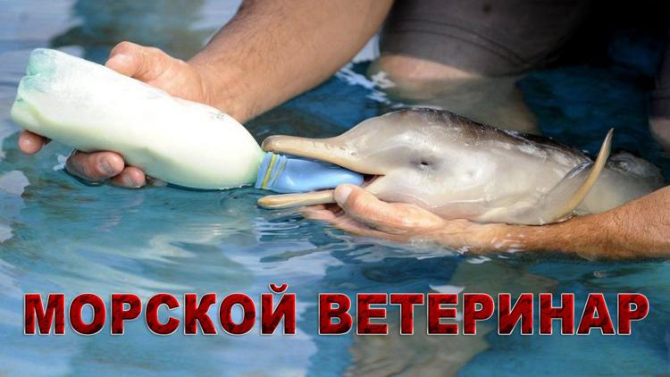 Постер Морской ветеринар