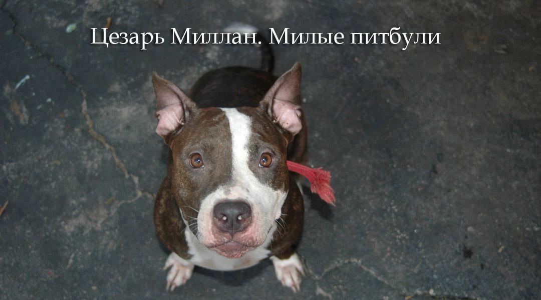 Цезарь Миллан. Милые питбули (tsezar-millan-milye-pitbuli) Познавательное