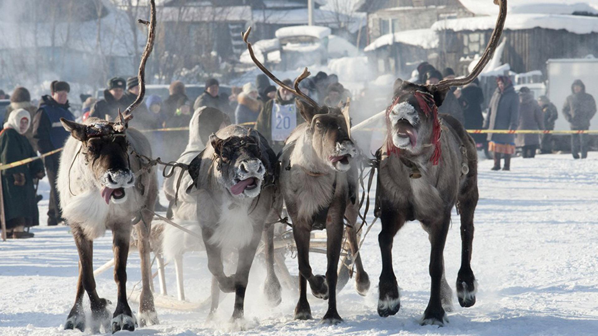 Солнечные краски Дня оленевода (solnechnye-kraski-dnja-olenevoda) Досуг, хобби
