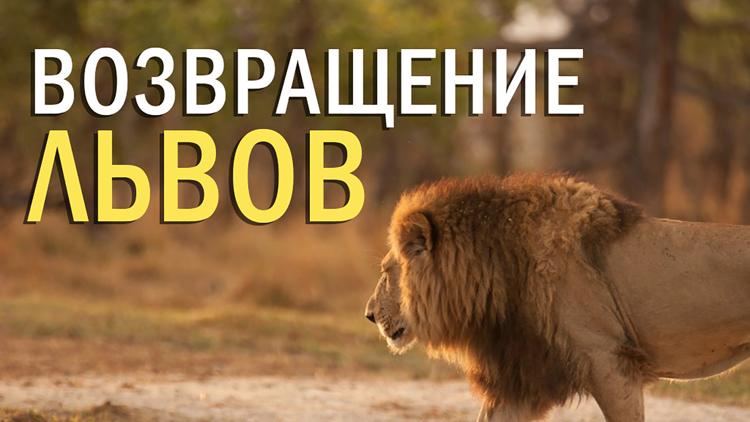 Постер Возвращение львов