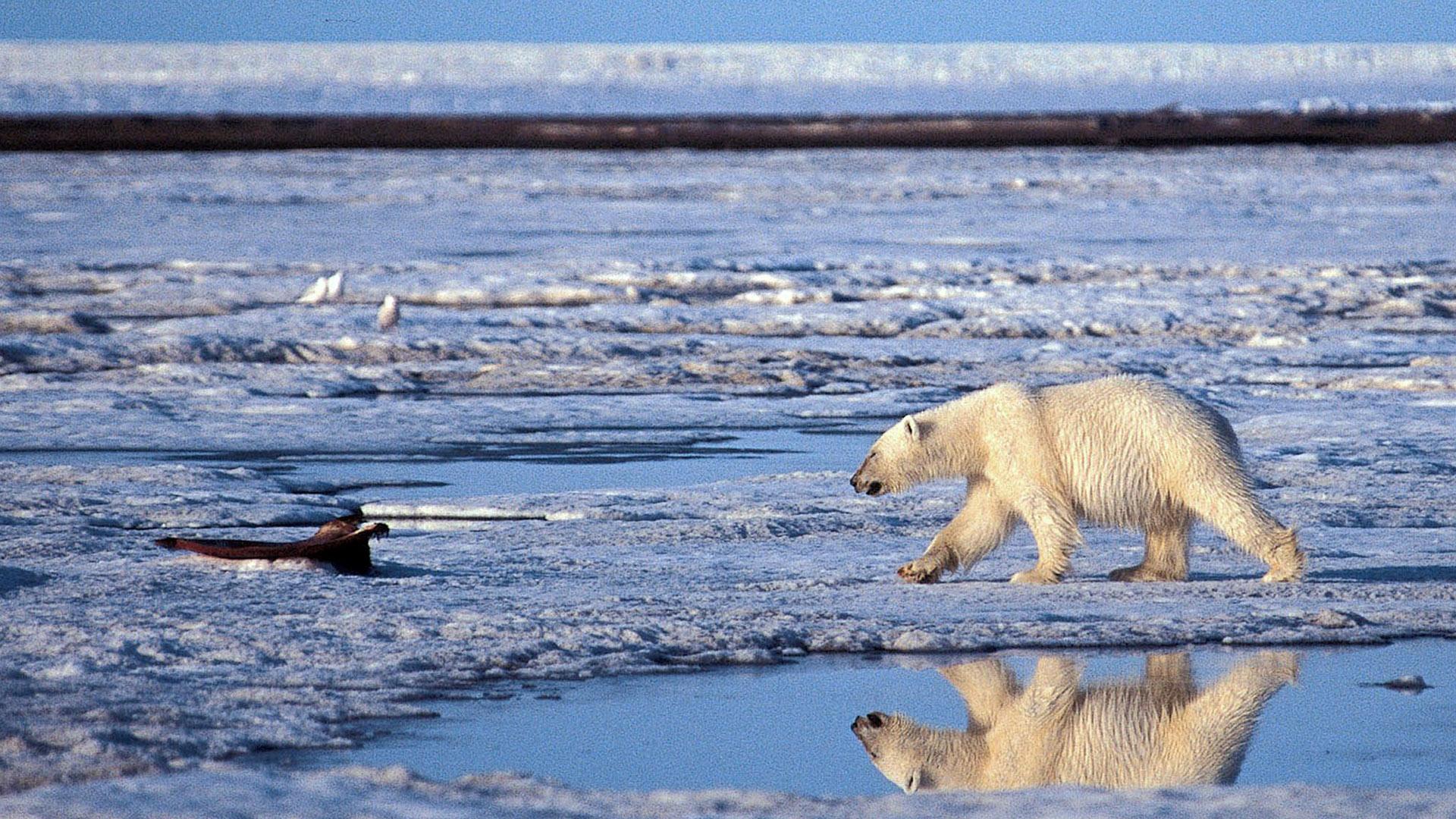 This is the Wild (this-is-the-wild) Документальный сериал
