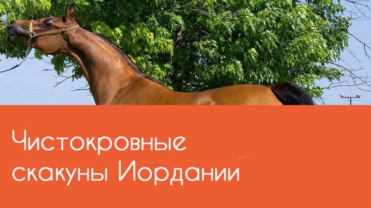 Постер Чистокровные скакуны Иордании