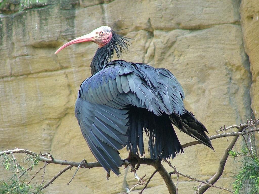 Дублинский зоопарк (dublinskij-zoopark) Документальный сериал