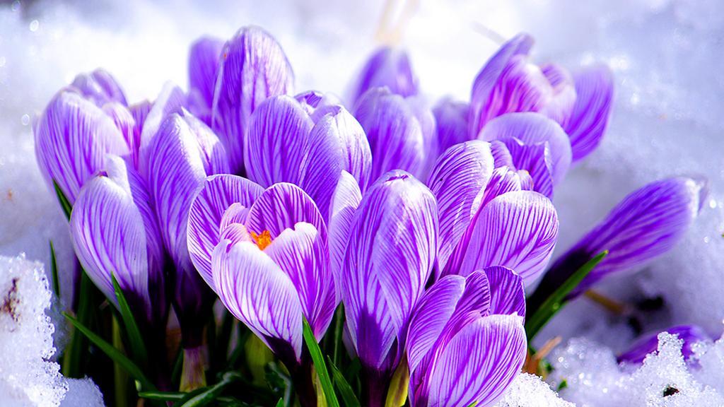 Первые цветы (pervye-tsvety) Досуг, хобби