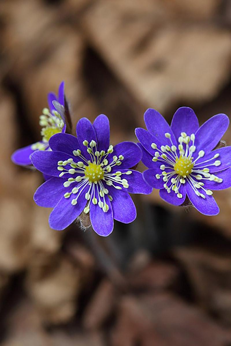 Novruz gəlib elimə (novruz-glib-elim) Познавательное