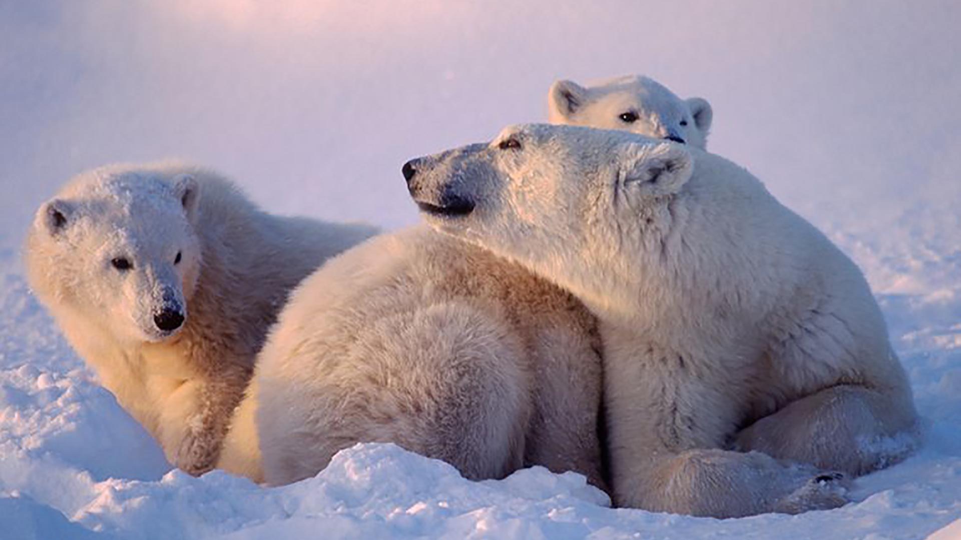 Неукротимая Южная Америка (neukrotimaja-juzhnaja-amerika) Документальный фильм