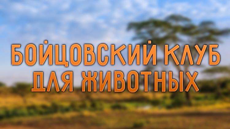 Постер Бойцовский клуб для животных