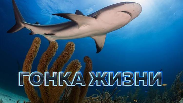 Постер Гонка жизни