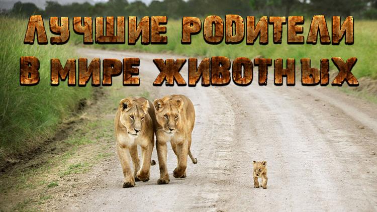 Постер Лучшие родители в мире животных