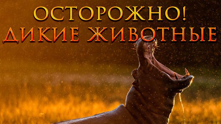 Постер Осторожно! Дикие животные