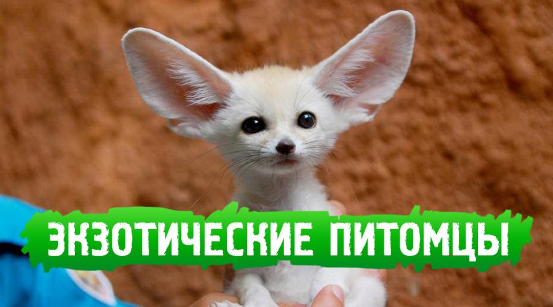 Экзотические питомцы (ekzoticheskie-pitomtsy) Познавательное