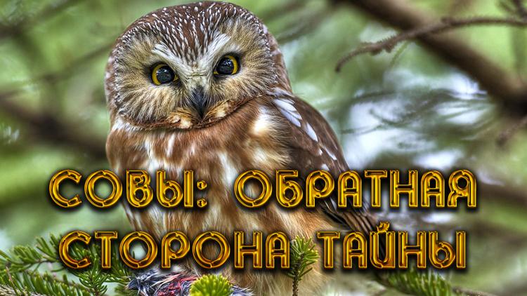 Постер Совы: обратная сторона тайны