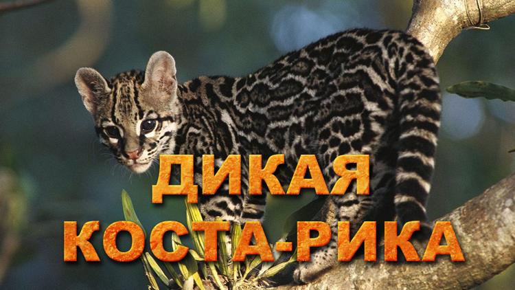 Постер Дикая Коста-Рика