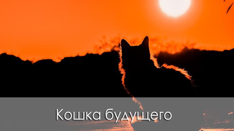 Постер Кошка будущего