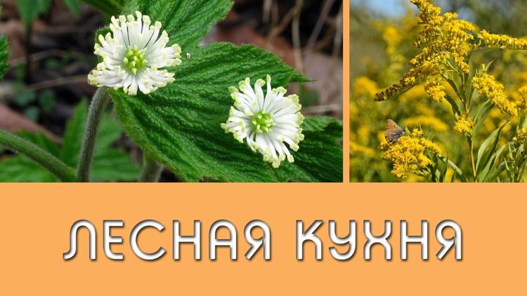 Постер Лесная кухня