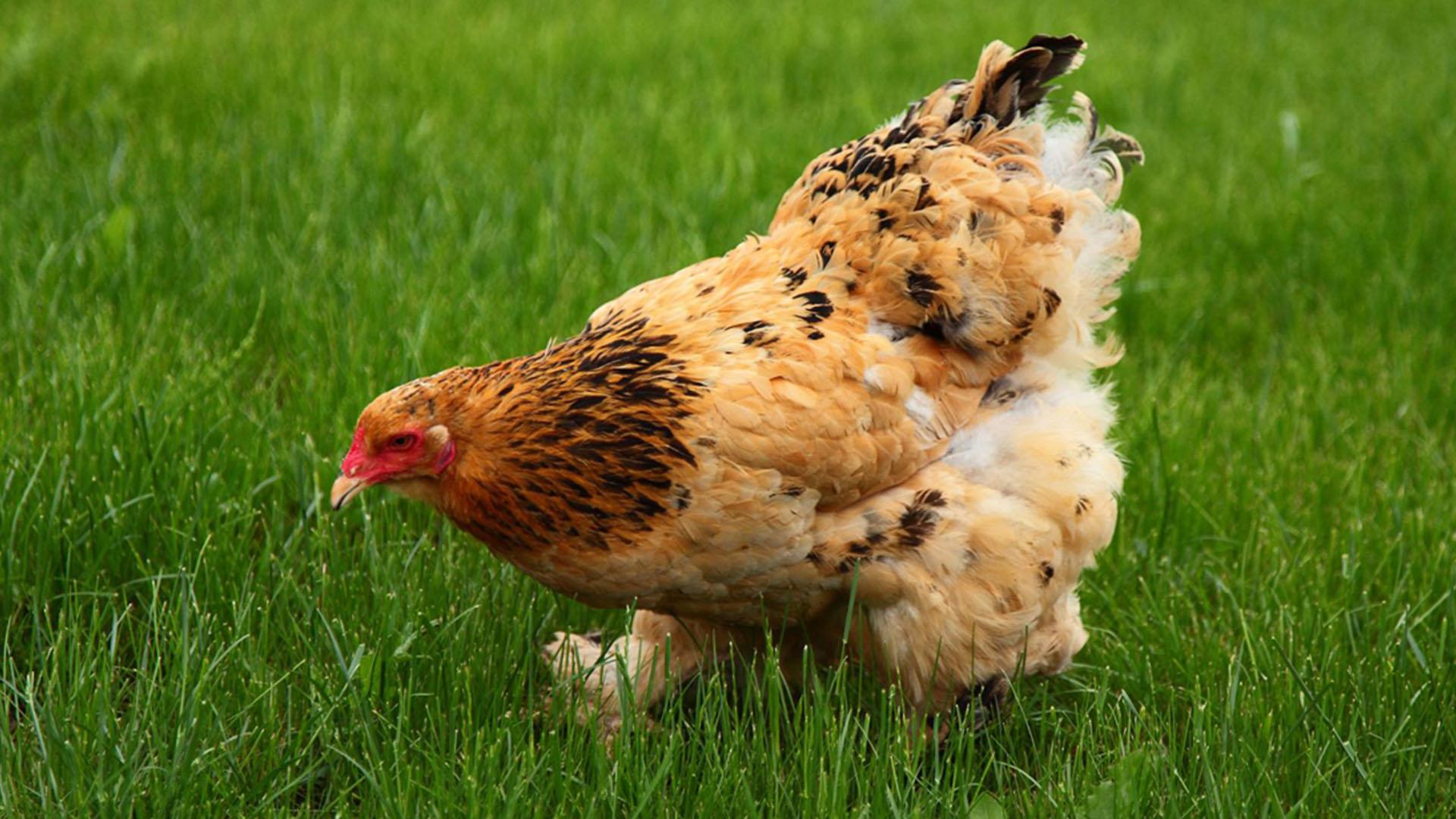 Куриная планета (kurinaja-planeta) Документальный фильм