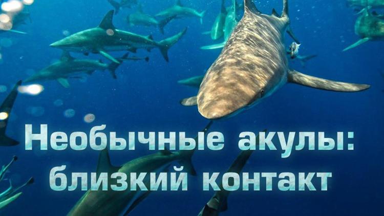 Постер Необычные акулы: близкий контакт