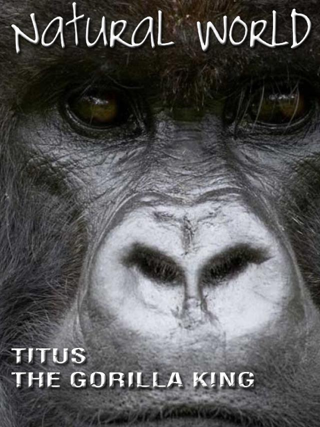 Титус-король горилл (titus-korol-gorill) Документальный фильм