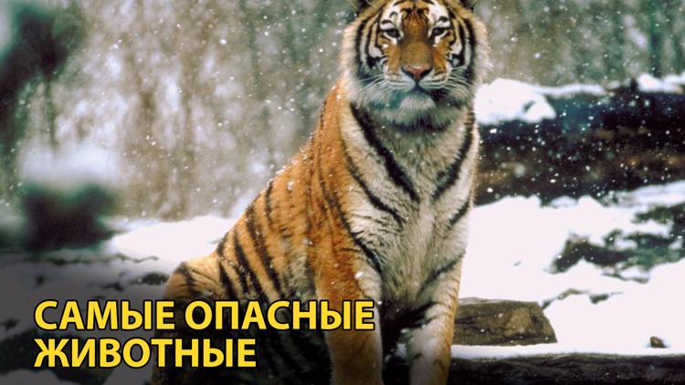 Постер Самые опасные животные