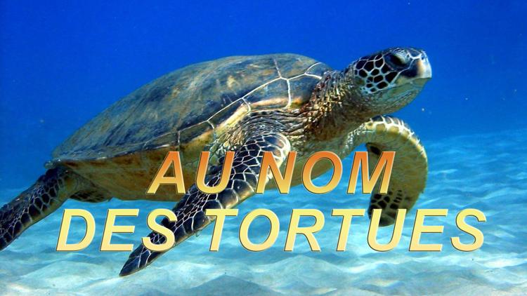 Постер Au nom des tortues