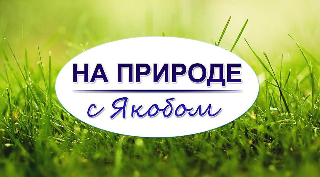 На природе с Якобом (na-prirode-s-jakobom) Досуг, хобби