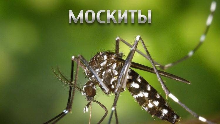 Постер Москиты