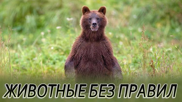 Постер Животные без правил